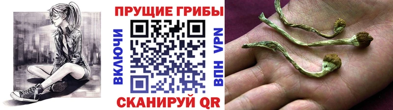 блэк спрут   Владимир  Псилоцибиновые грибы MAGIC MUSHROOMS 